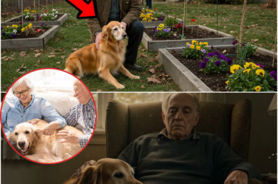 What This Elderly Man Did with His Loyal Dog After Losing His Wife Touched the Whole Neighborhood