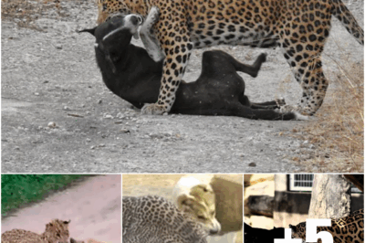 One Dog. One Leopard. One Night That Turned a Forgotten Village into a Legend