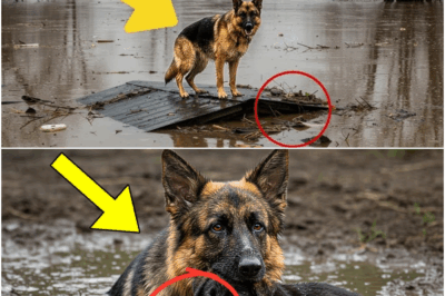 K9 Shepherd Won’t Leave Mom Stuck in Quicksand — Stays Until Rescue, But Then Something Worse Hits