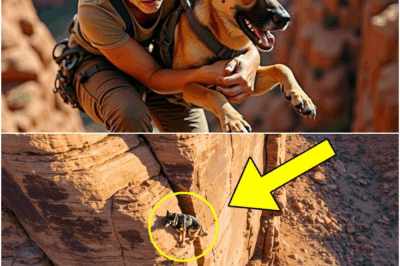 Woman Climbs a Cliff to Rescue a Lost German Shepherd… Then Something Incredible Happened