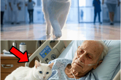 A White Cat Walked Into a Busy Hospital… What Happened in Room 218 Moved Everyone to Tears.