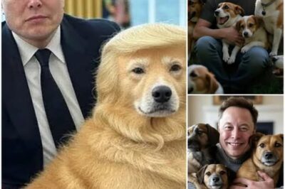 Elon Musk ignites the web with a SHOCKING announcement: he will invest 20 million dollars to build a ‘paradise’ dedicated to rescuing stray dogs, promising love