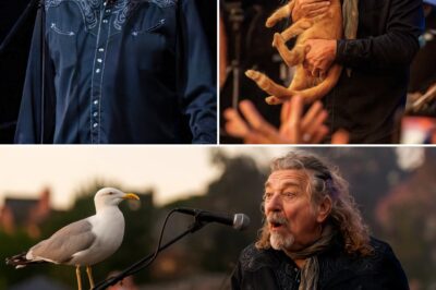 Robert Plant’s Hyde Park Concert Turns Hilarious Chaos as a Seagull Lands on Stage and a Cat Makes a Surprise Appearance