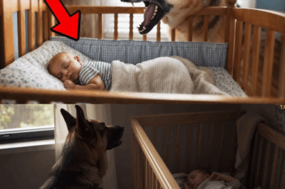 K9 Dog Growled at the Child Every Night, What Parents Discovered Will Leave You Speechless
