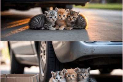 3 Stray Kittens Refused To Leave My Car – When I Found Out The Reason, I Was Heartbroken!