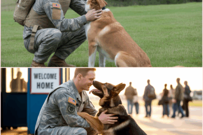 Soldier Hasn’t Seen Best Friend In 2 Years Watch What Happens When They’re Finally Reunited