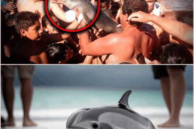 Baby Dolphin Dies After Being Passed Around By Tourists For A Selfie