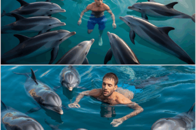 Swimmer Stumped When Dolphins Swarm Him, Until He Looks Down