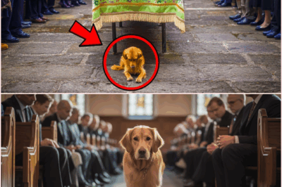 The Dog Walked Into His Owner’s Funeral. Moments Later, the Room Fell Silent in Tears