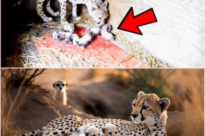 Cheetah Gives Birth to 2 Cubs. Minutes Later, Something Happens That Stuns Everyone
