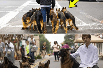 The Man Who Walked Six German Shepherds Without Leashes