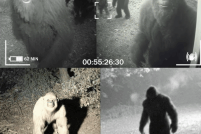 2 Arguably the Creepiest Bigfoot Encounters I’ve Ever Heard (With Footage)