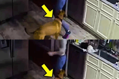 Part1_The Guard Dog’s Secret: What the Camera Really Saw