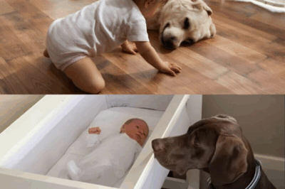 The Rescue Dog, the Baby’s Room, and the Horrifying Secret It Tried to Uncover.