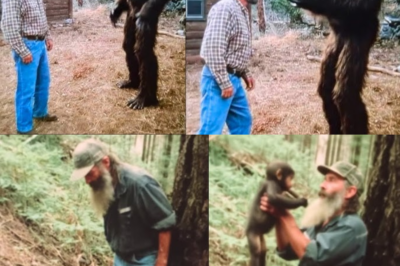 The Park Ranger Took a Baby Bigfoot Home. At Midnight, His Family Regretted It – Sasquatch Story