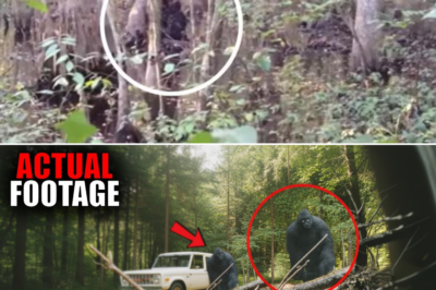 The Most Incredible Bigfoot Footage Ever Recorded!