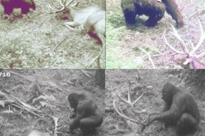 Hunter’s Trail Cam Caught BIGFOOT Dismembering Elk – Then It Looked at Camera!