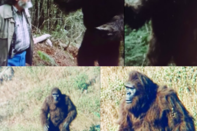 Helicopter Pilot Films Bigfoot Family Before Bear Attack, Then He Had to Help – Sasquatch Story