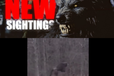“Unbelievable Dogman Sightings: The 10 Most Chilling Videos of 2025!”
