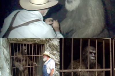 They Paid Him to Watch Bigfoot, After What It Told Him About Humans, He Set It Free 