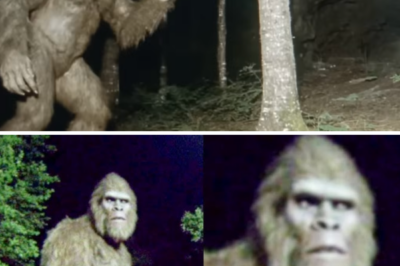 Camera Catches Bigfoot Hiding Location in Appalachian Mountains, But It Gets Terrifying