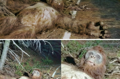 My Dashcam Captured Moment I Crashed Into BIGFOOT, Then I Had To Help It