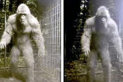 TERRIFYING Encounter Story Of Rangers Who CAGED BIGFOOT!
