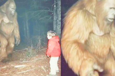 The Town Where Multiple Bigfoot Sightings Have Been Reported – Sasquatch Encounter Story