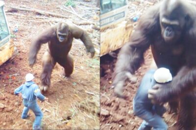 Camera Shows Bigfoot Capturing a Man – Man’s Terrifying Sasquatch Encounter Story