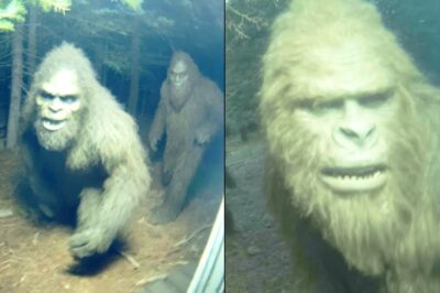 This Woman Recorded a Bigfoot Tribe Near Her House – Bigfoot Encounter Story