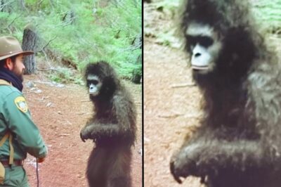 RANGER DISCOVERS A BIGFOOT INFANT IN DANGER, Then This Happens – Sasquatch Encounter
