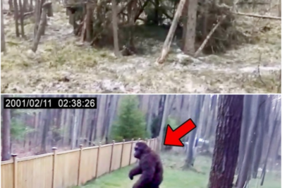 Massive Bigfoot Caught On Hunter’s Trail Cam At Shelter Site