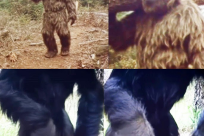 Hunter’s Trail Camera Recorded Bigfoot’s Speech. That Midnight He Regretted It – Sasquatch Story