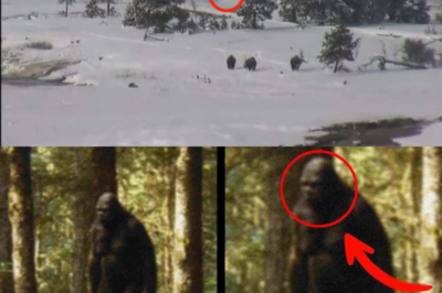 BIGFOOT Filmed Walking Through Yellowstone—Is This the Clearest Footage Yet?