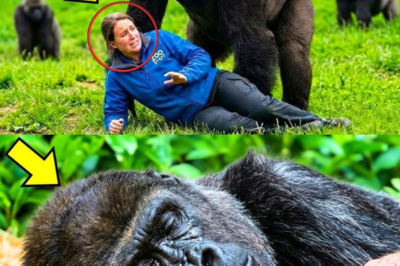 59-Year-Old Gorilla Refuses To Eat, Until She Hears a Familiar Voice…