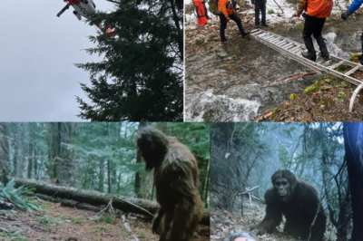 A Hunter Was Dying in the Forest. A Bigfoot Appeared. What Happened Next Will Shock You!