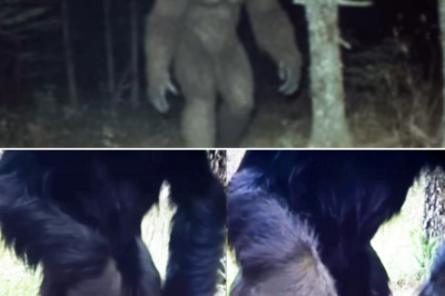 Hunter’s Trail Camera Recorded Bigfoot’s Speech. That Midnight He Regretted It