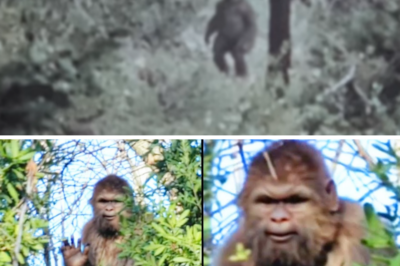This Man Befriended a Bigfoot, Then Something Amazing Happened – Sasquatch Encounter Story