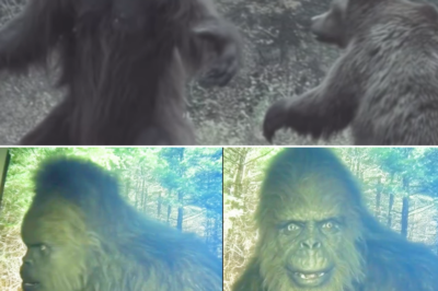 The Town Where Multiple Bigfoot Sightings Have Been Reported – Sasquatch Encounter Story