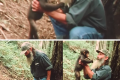 The Park Ranger Took a Baby Bigfoot Home. At Midnight, His Family Regretted It