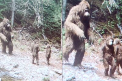 Hunter Films Bigfoot Family Hidden In Appalachian Mountains, Incredible Findings -Encounter Story