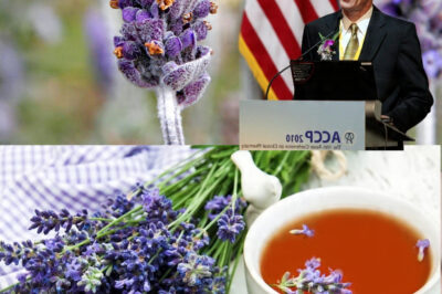 Dr. Joseph DiPiro Highlights the Unbelievable Health Benefits of Lavender