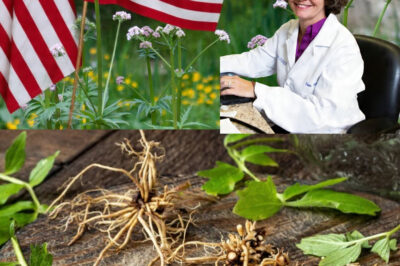 Dr. Sara Rosenbaum Reveals the Hard-to-Believe Health Benefits of Valerian Root