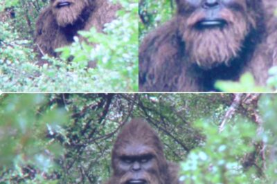 In 1977 China Sent 100 Soldiers Into the Mountains to Hunt Bigfoot. What They Found Terrified Them